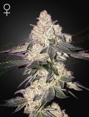 Green House Seeds - Moweeto (fem.) 09362