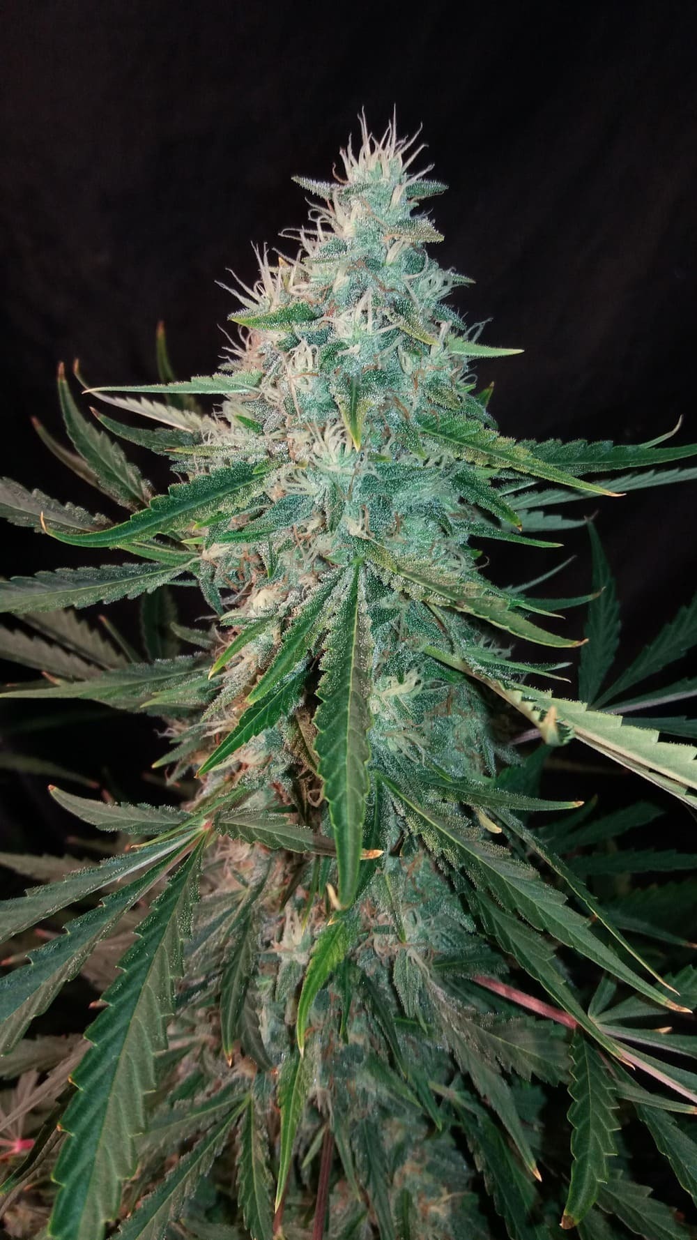 Mephisto Genetics - ManBearAlienPig (auto/fem.)