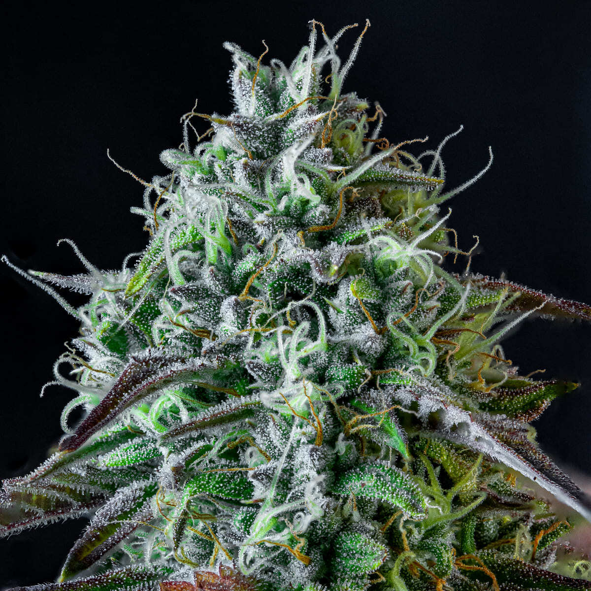 Mephisto Genetics - Iced 'N' Baked (auto/fem.)