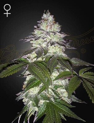 Green House Seeds - Milky Dreams (fem.) 09368