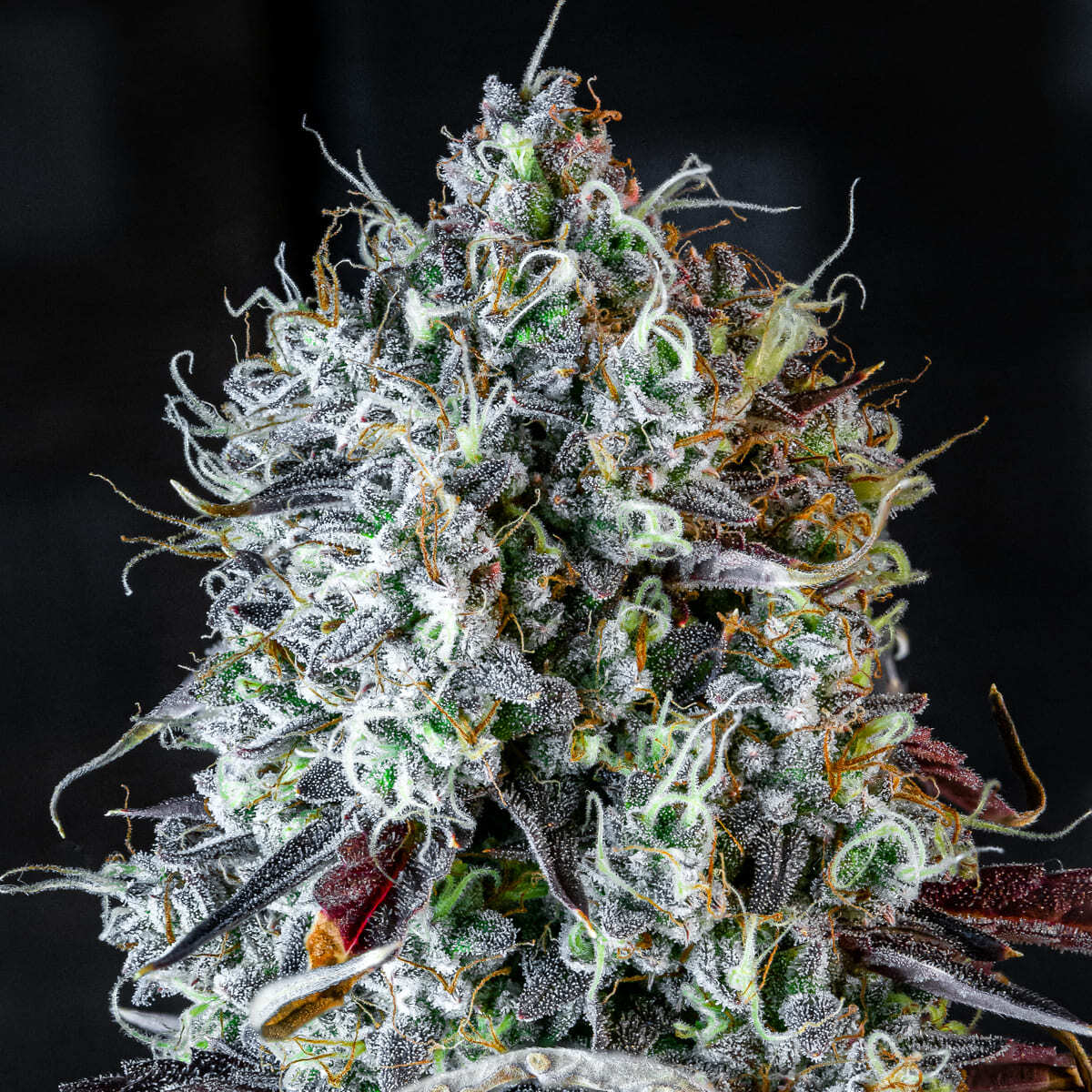 Mephisto Genetics - Iced 'N' Baked (auto/fem.)