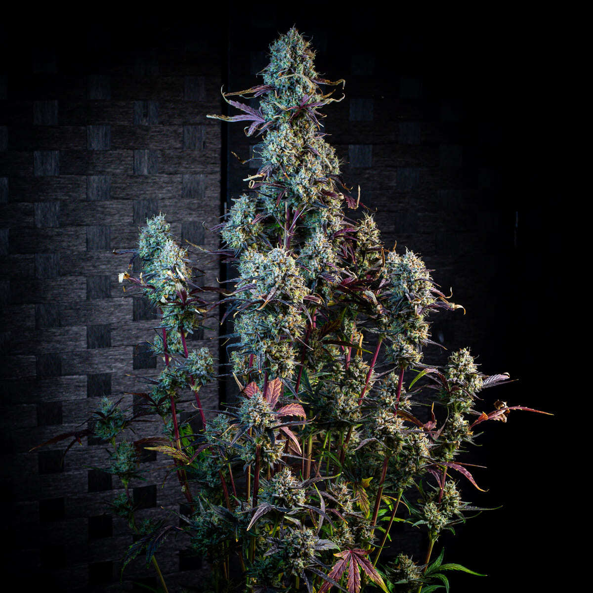 Mephisto Genetics - Iced 'N' Baked (auto/fem.)