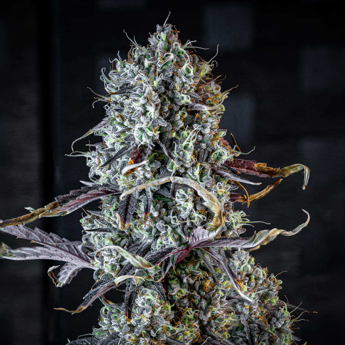Mephisto Genetics - Iced 'N' Baked (auto/fem.)
