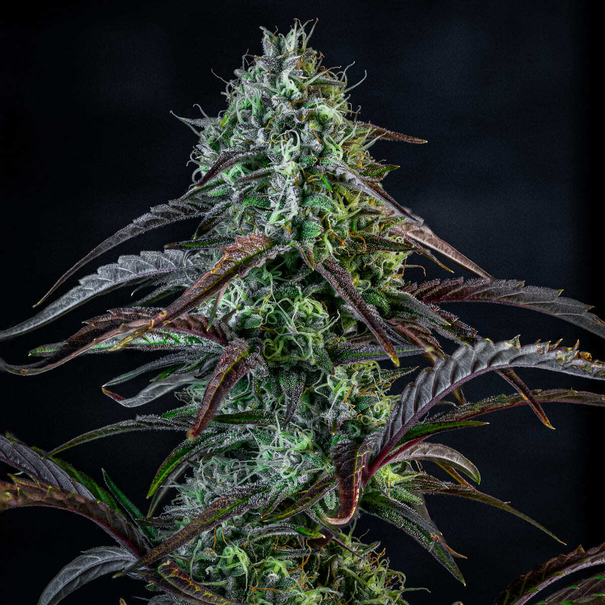 Mephisto Genetics - Iced 'N' Baked (auto/fem.)