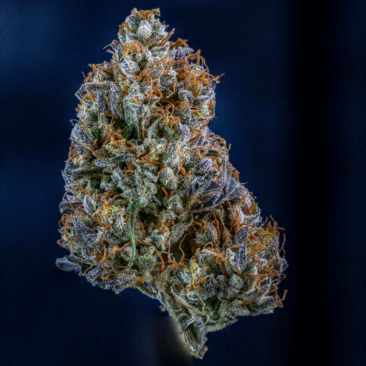 Mephisto Genetics - Iced 'N' Baked (auto/fem.)