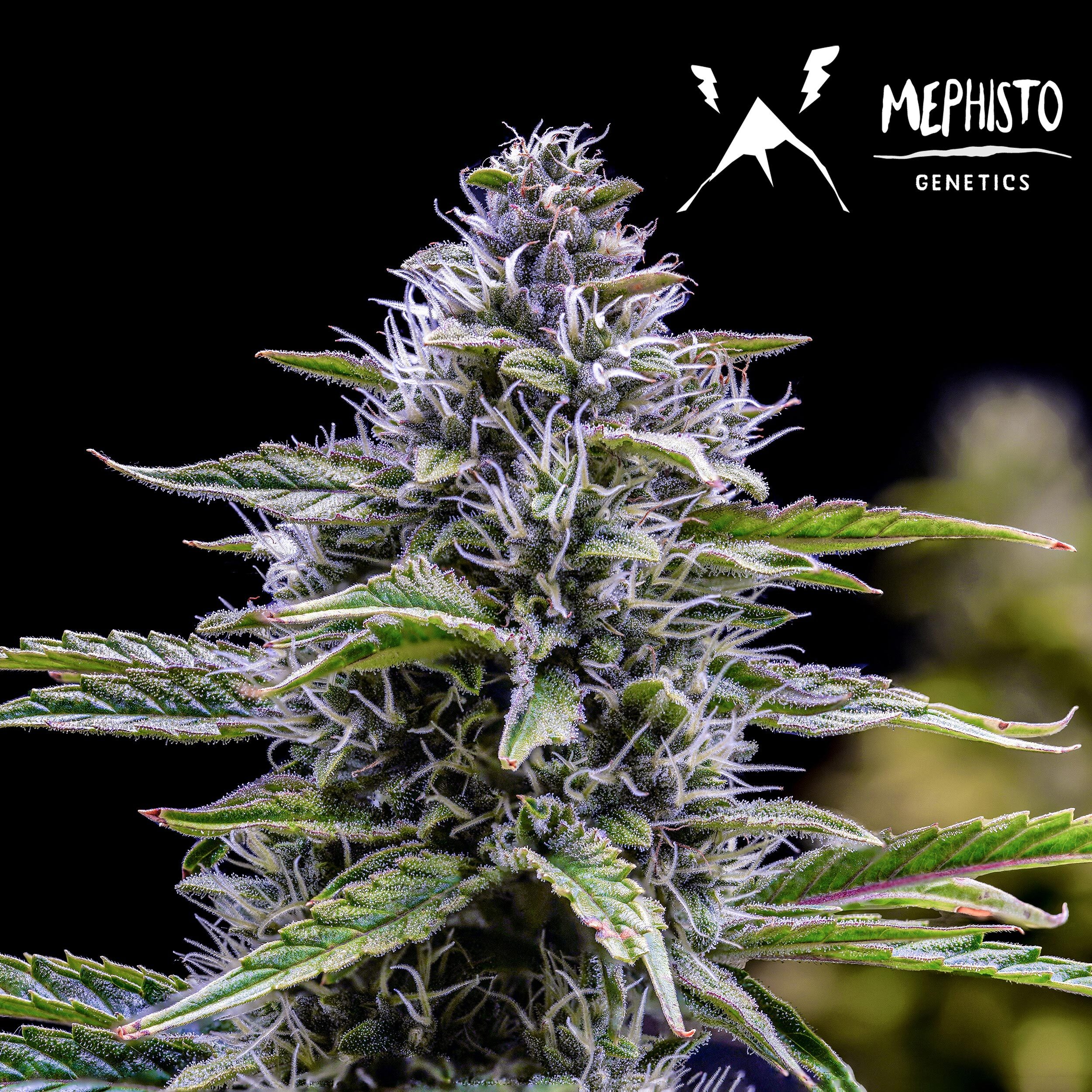 Mephisto Genetics - Canna-Cheese 1:1 CBD (auto/fem.)