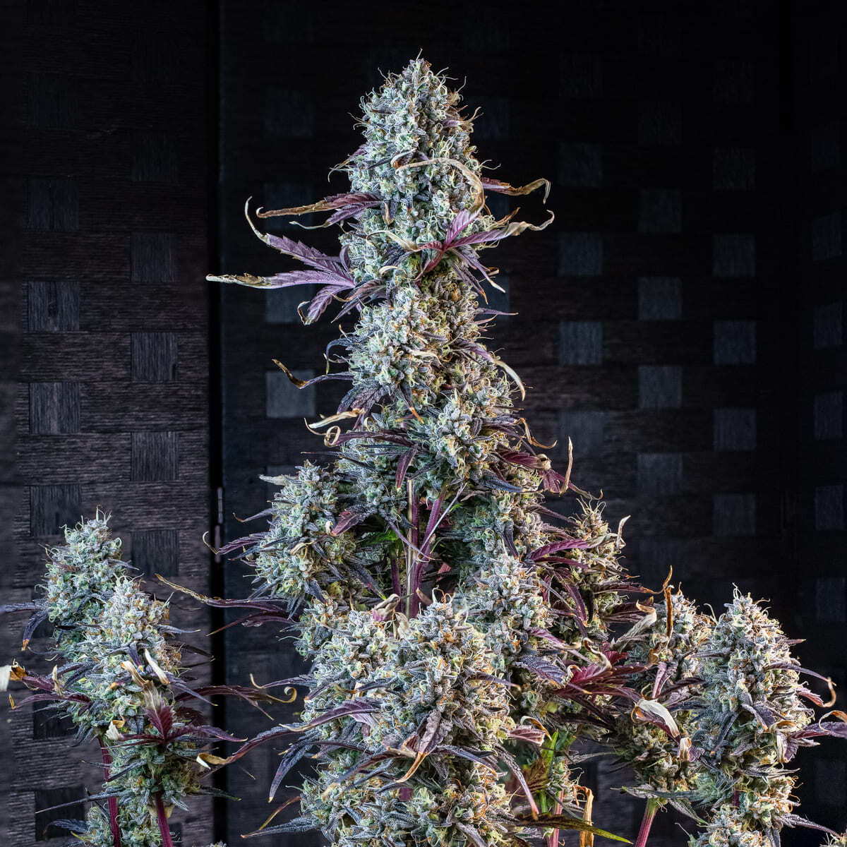 Mephisto Genetics - Iced 'N' Baked (auto/fem.)