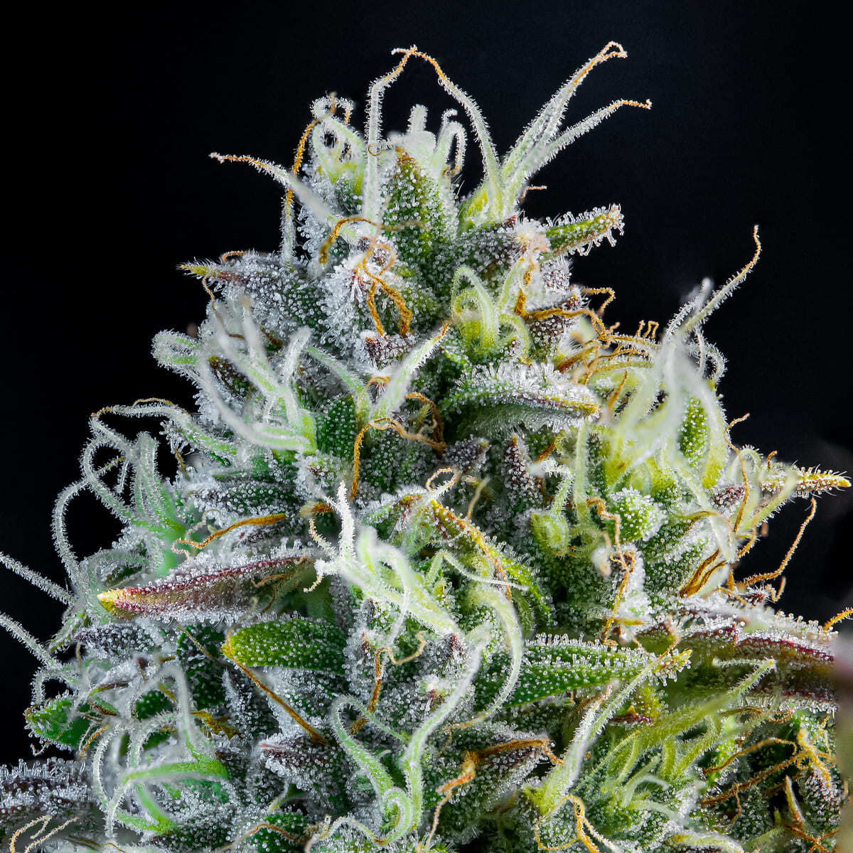 Mephisto Genetics - Iced 'N' Baked (auto/fem.)