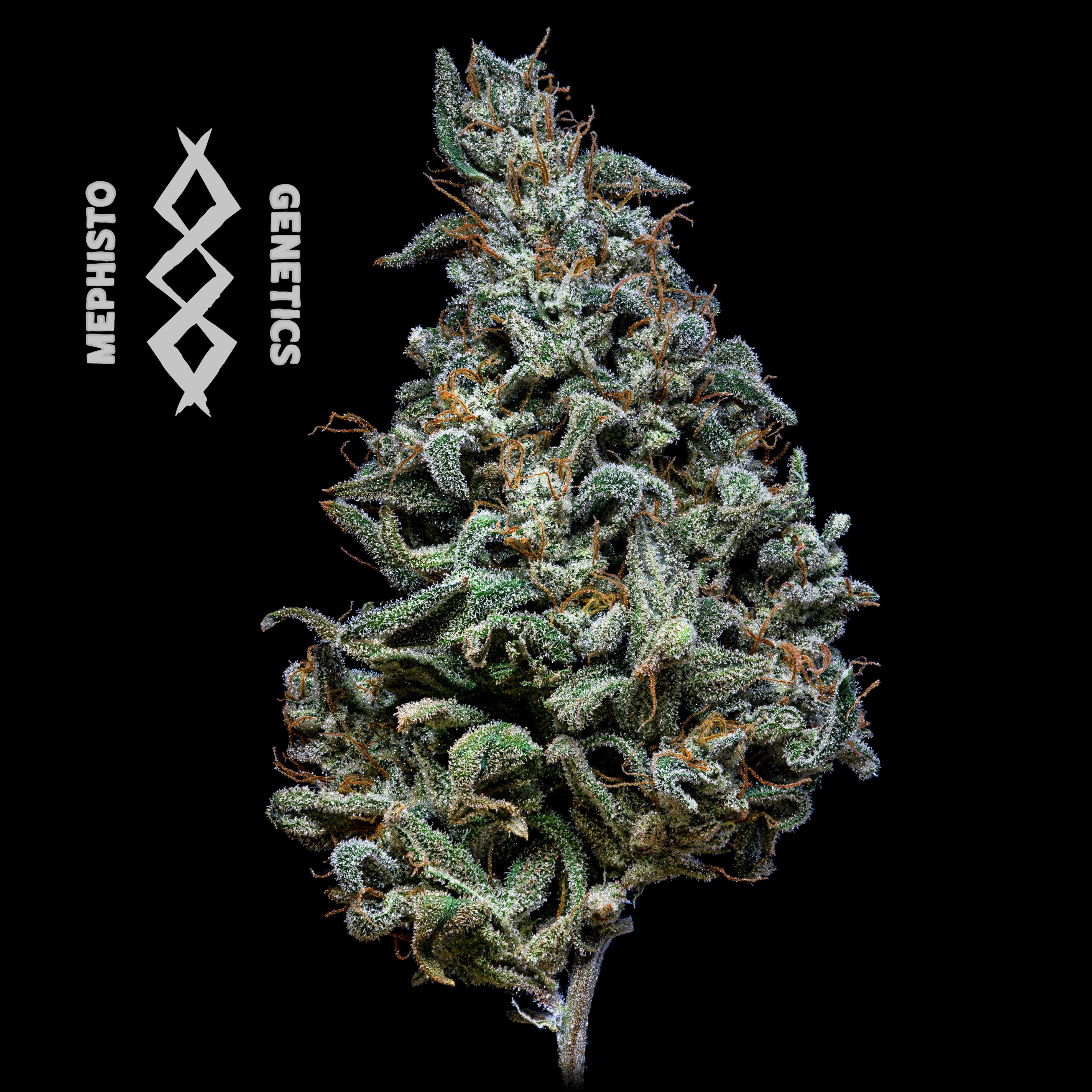 Mephisto Genetics - Canna-Cheese 1:1 CBD (auto/fem.)