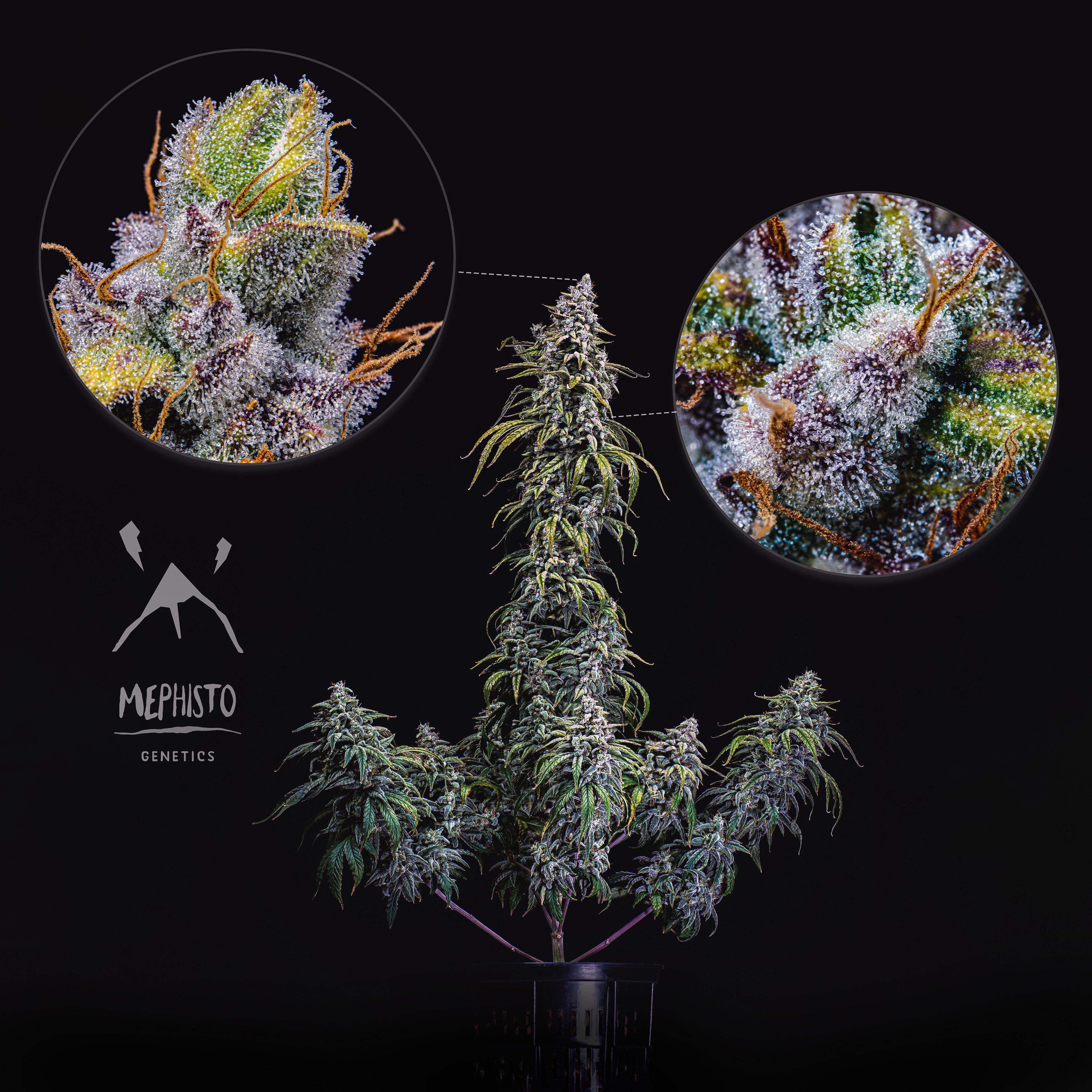 Mephisto Genetics - Canna-Cheese 1:1 CBD (auto/fem.)