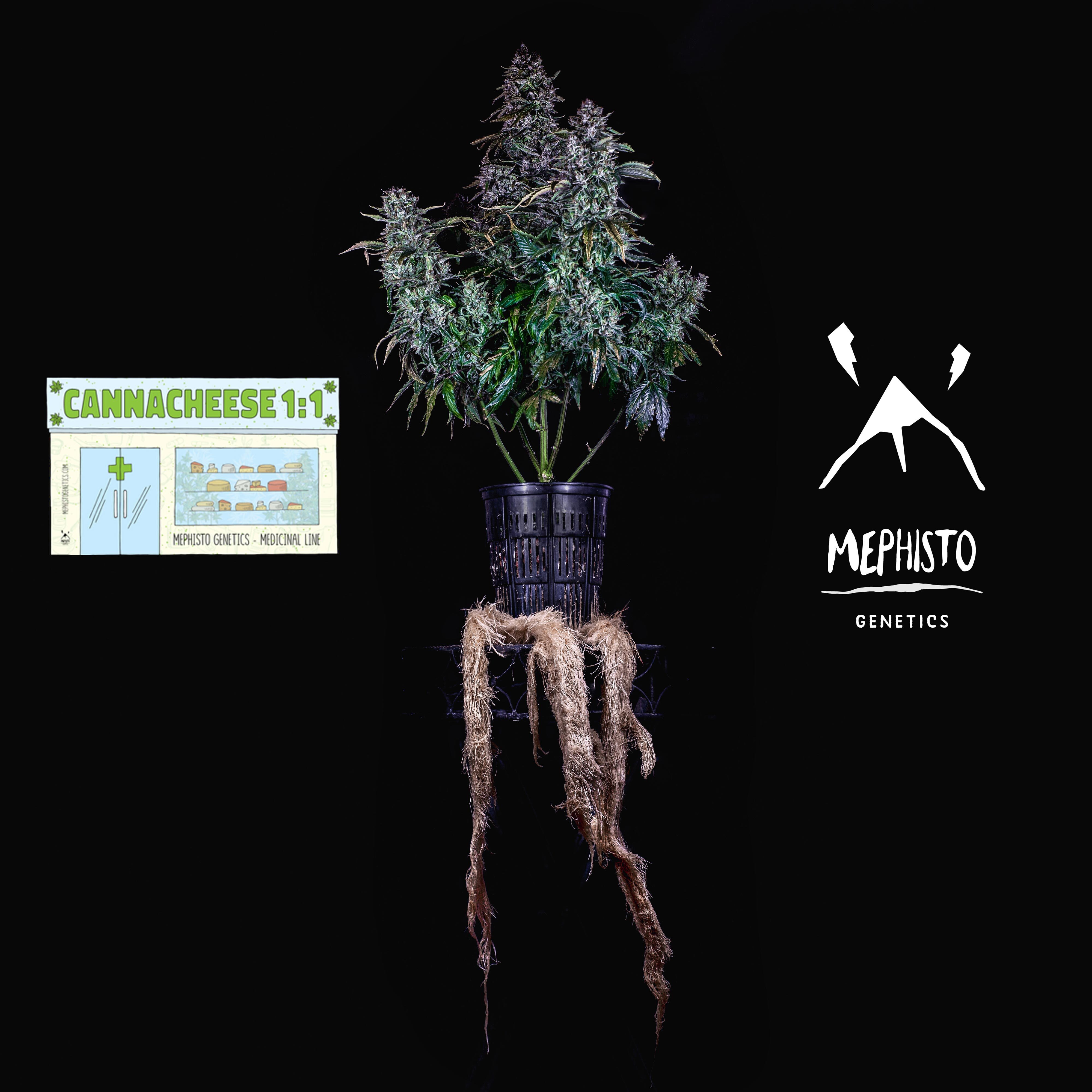 Mephisto Genetics - Canna-Cheese 1:1 CBD (auto/fem.)