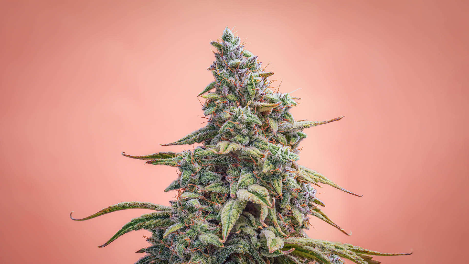 Mephisto Genetics - Canna-Cheese 1:1 CBD (auto/fem.)