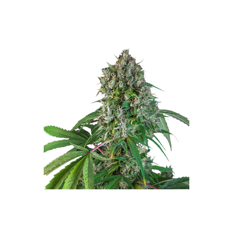 Super Sativa Seed Club - Karel´s Herer Haze (reg.)