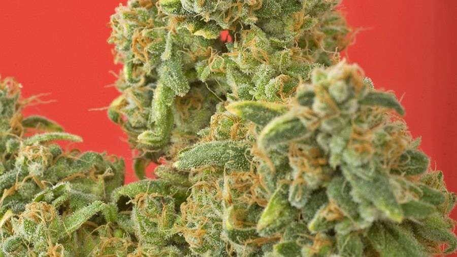 Nirvana Seeds - Kaya Gold (fem.)