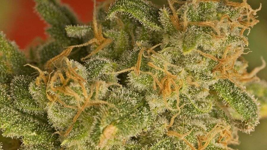 Nirvana Seeds - Kaya Gold (fem.)
