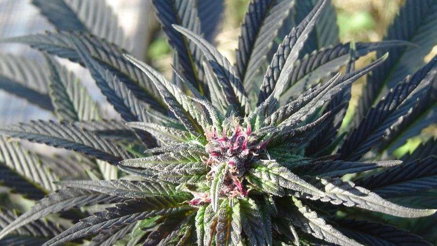 Nirvana Seeds - Kaya Gold (fem.)