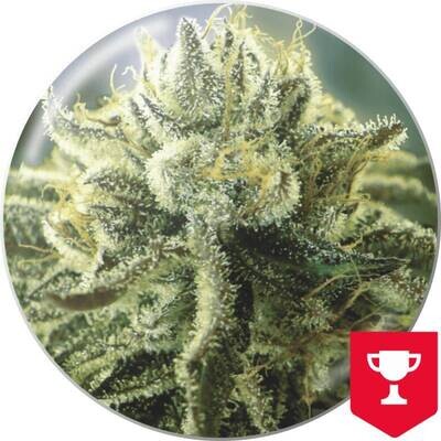 Medical Seeds - Canadian Kush 2.0 (fem.) 06307