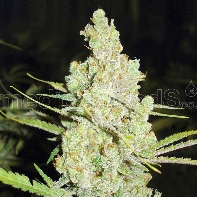 Medical Seeds - 1024 (fem.)