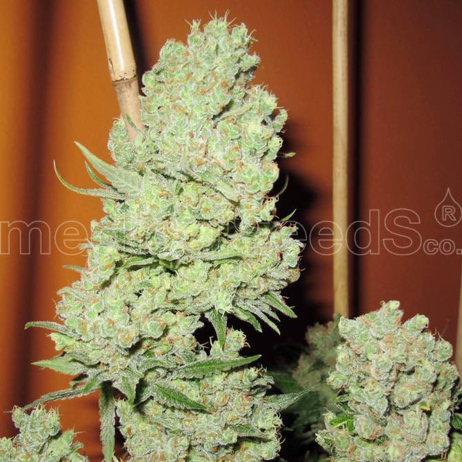 Medical Seeds - Channel + (fem.)