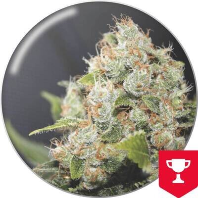 Medical Seeds - BCN Sour Diesel (fem.) 02652