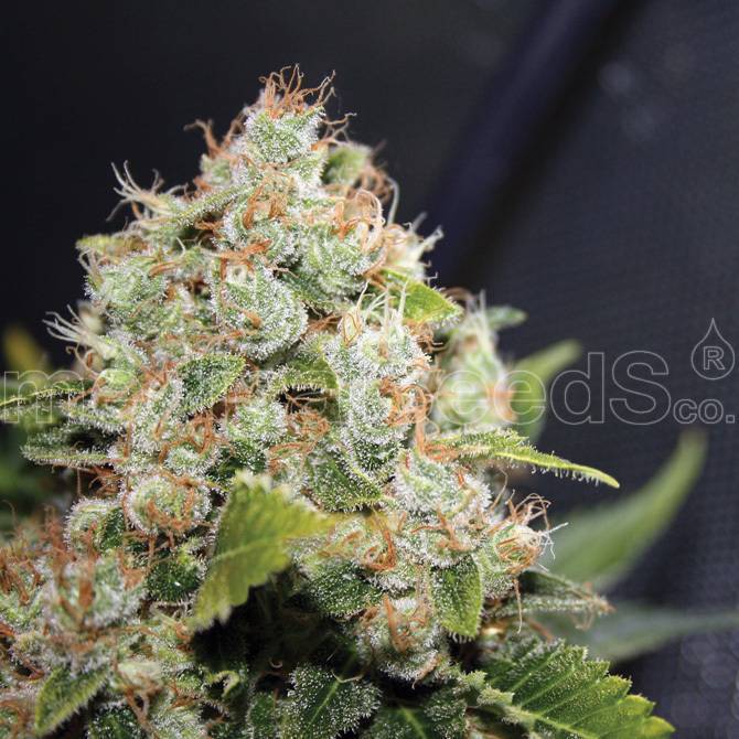 Medical Seeds - BCN Sour Diesel (fem.)