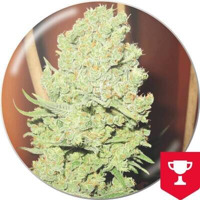 Medical Seeds - Channel + (fem.) 02639