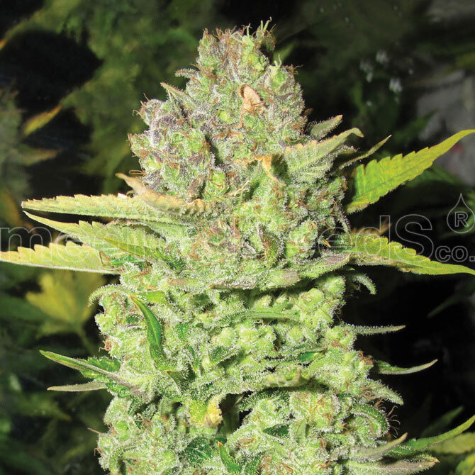 Medical Seeds - Devil Fruit (fem.)