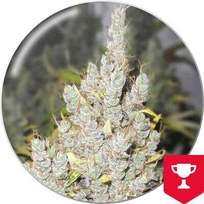 Medical Seeds - 2046 (fem.) 02638