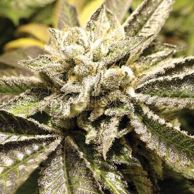 Medical Seeds - Canadian Kush (fem.) 01701