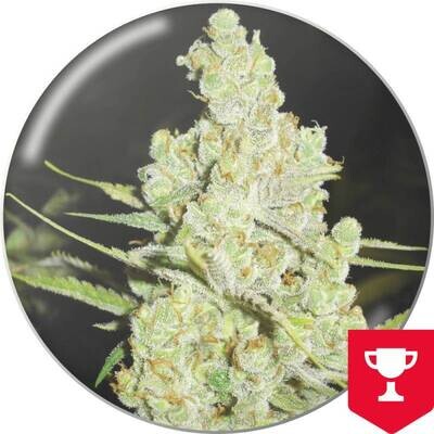 Medical Seeds - 1024 (fem.) 02637