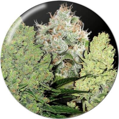 Medical Seeds - Coleccion 1 (fem.) 02658