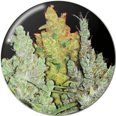 Medical Seeds - Coleccion 2 (fem.) 02659