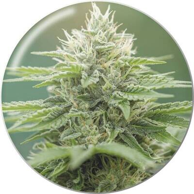 Medical Seeds - Eboshi CBG (fem.) 09399