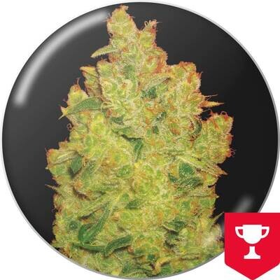 Medical Seeds - Jack La Mota (fem.) 02635