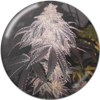 Medical Seeds - Cookies Sherbert Auto (auto/fem.) 09395