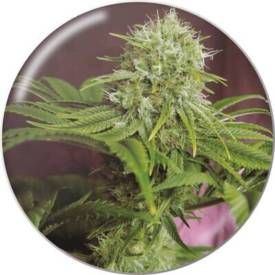 Medical Seeds - Elixir Vitae CBD (fem.) 09402