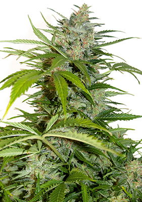 Spanish Seeds - Auto Northern Lights (50 auto/fem.)