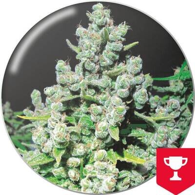 Medical Seeds - Malakoff (fem.) 02643