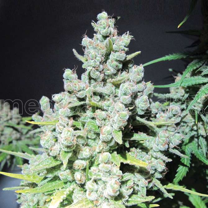 Medical Seeds - Malakoff (fem.)