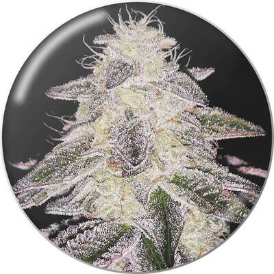 Medical Seeds - Medical Runntz (fem.) 09405