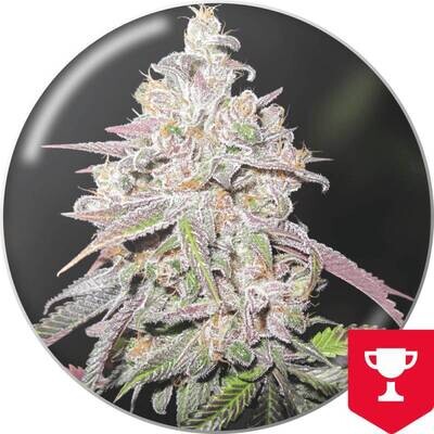 Medical Seeds - Mendocino Chanel Kush (fem.) 06311