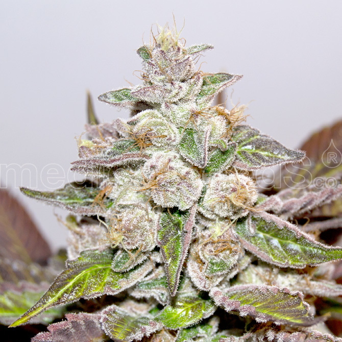 Medical Seeds - Mendocino Purple Kush (fem.)