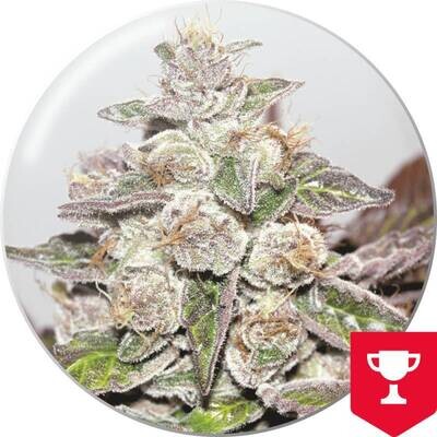 Medical Seeds - Mendocino Purple Kush (fem.) 02644