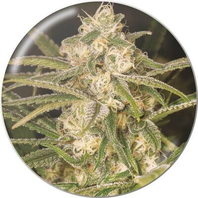 Medical Seeds - No Name Auto (auto/fem.) 06313