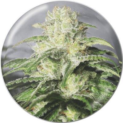 Medical Seeds - OG Kush CBD (fem.) 06310