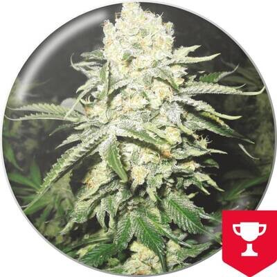 Medical Seeds - No Name (fem.) 02645