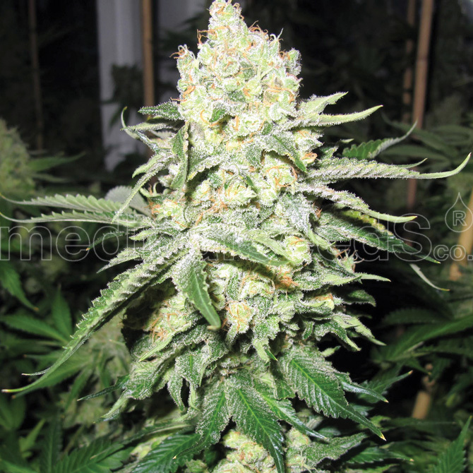 Medical Seeds - No Name (fem.)