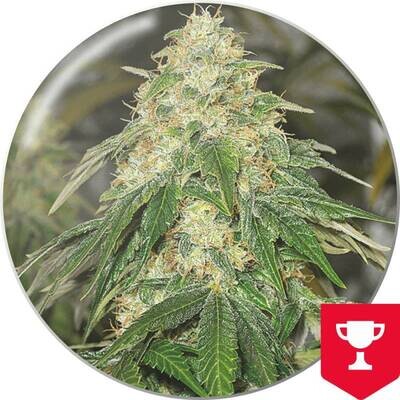 Medical Seeds - Some Sweet (fem.) 06309