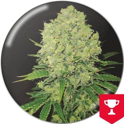 Medical Seeds - Prozack (fem.) 02649