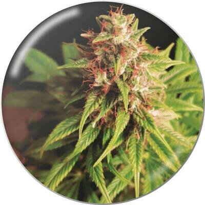 Medical Seeds - Red Cross CBD (fem.) 09413